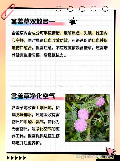 含羞草、四叶草、三叶草的奇妙世界